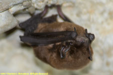 brown bat